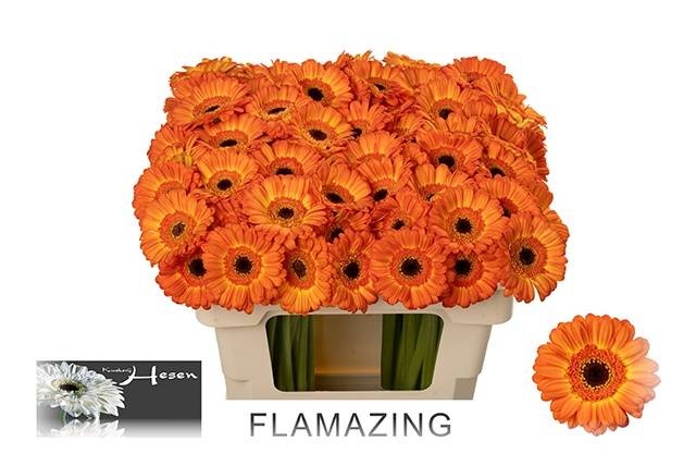 Гермини Фламэйзин, шт.