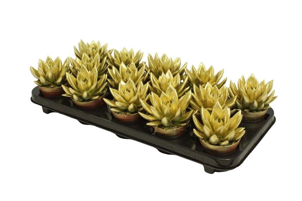 Miranda coloured gold + Natureglit®, D 8,5 cm