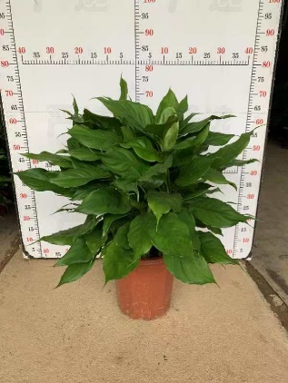 Аглаонема Кантон форевер грин 32 60