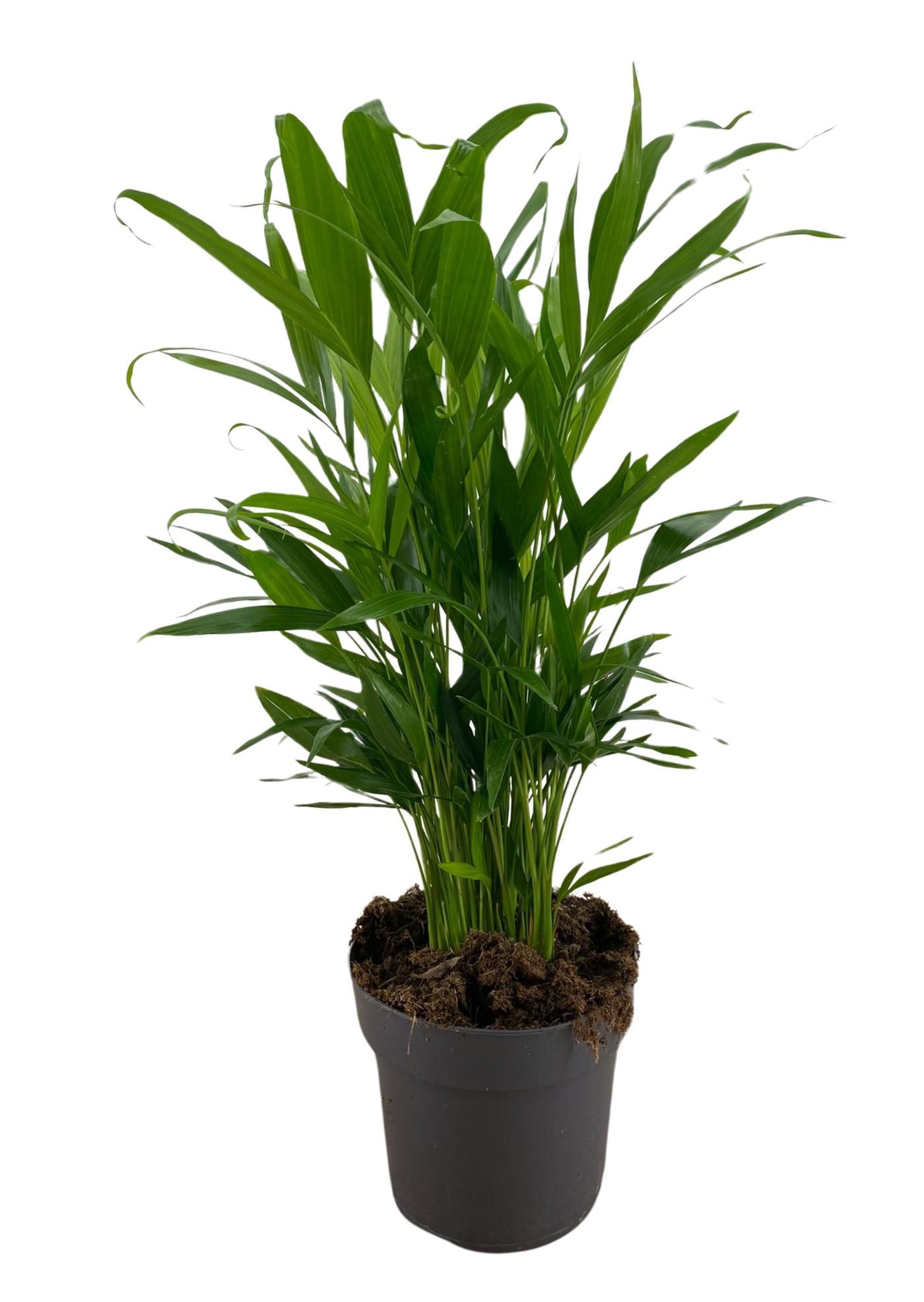 Cataractarum palm p17, D 17