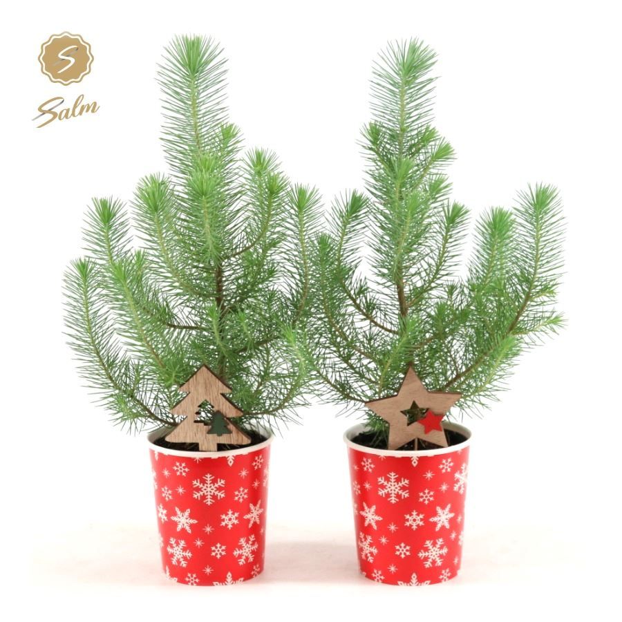 Pinus pinea 'Silver Crest' P10,5 in Cup X-mas Deco + Deco - Tree/Star, D 11 cm