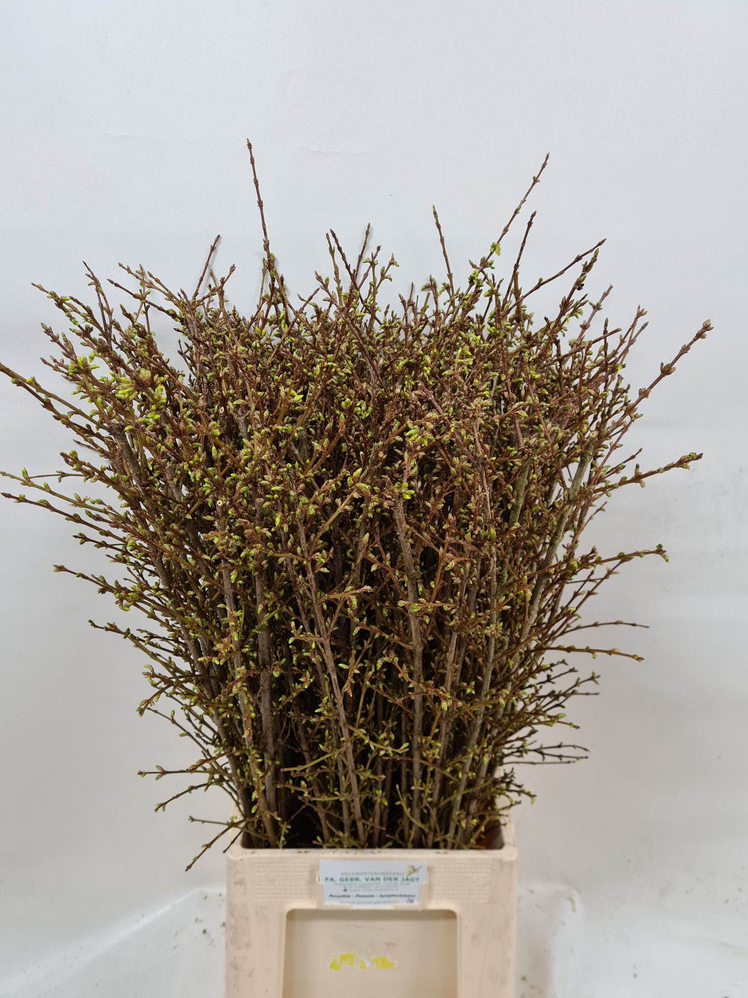 Форзиция Спектабилис 90 (желт.), шт.