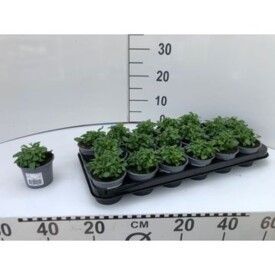 762 DVDS : Pot 9 cm Lobelia blue, D 9