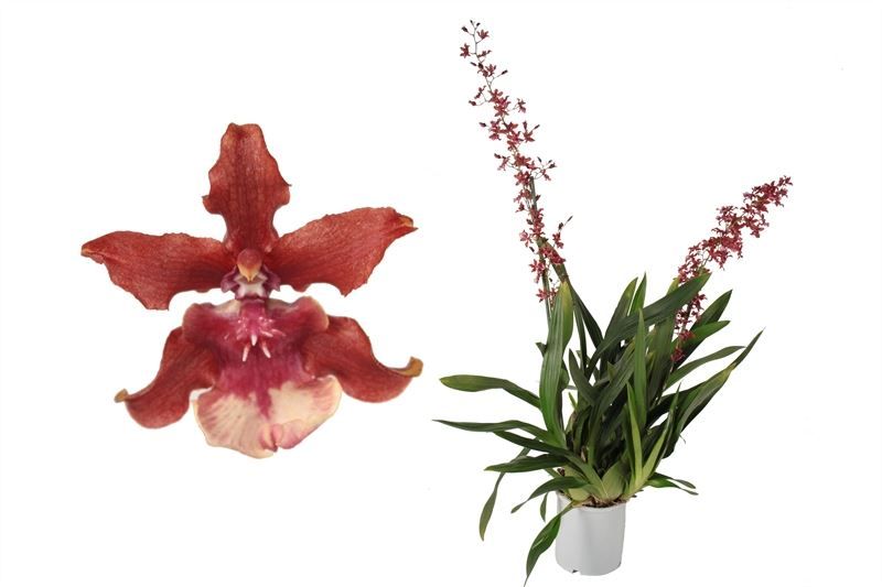 Oncidium p17 Sharry Baby 2T toef, D 17 cm