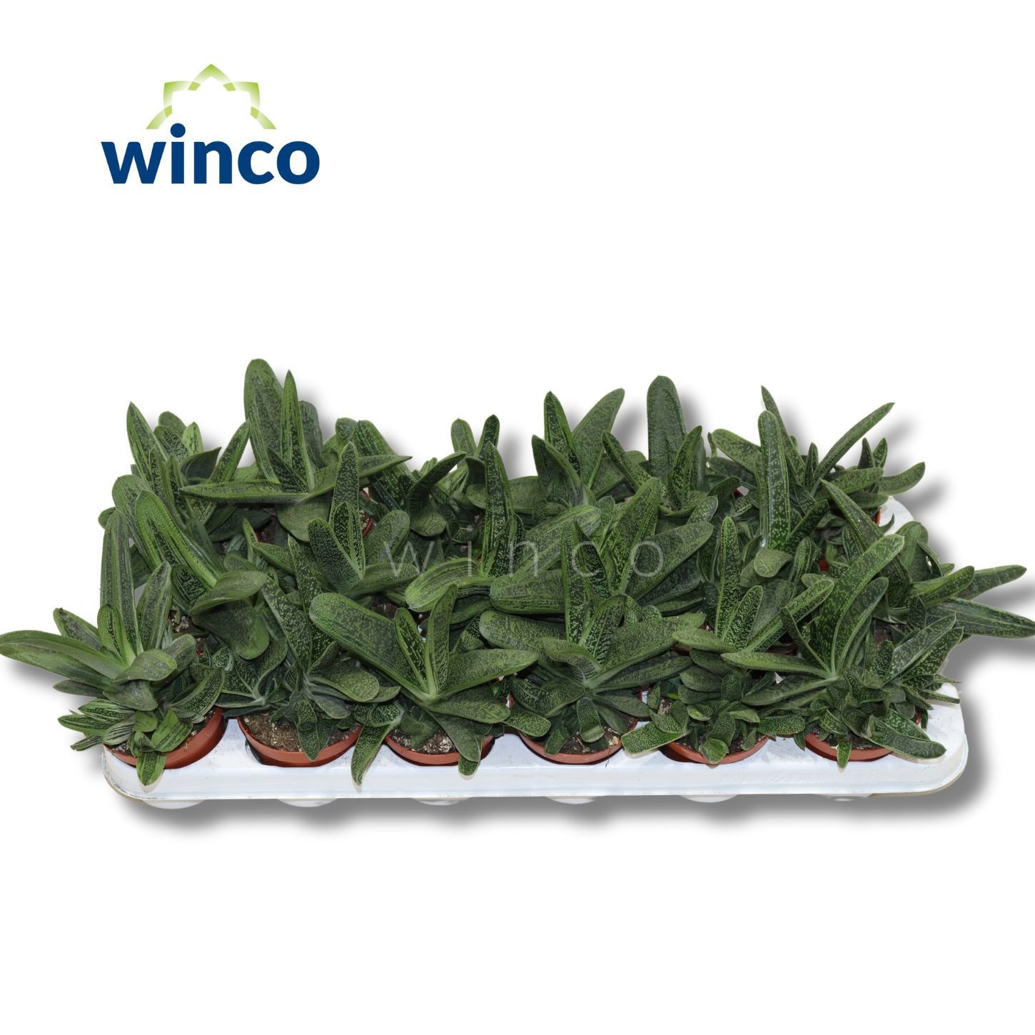 Gasteria Little Warthii, D 8,5 cm