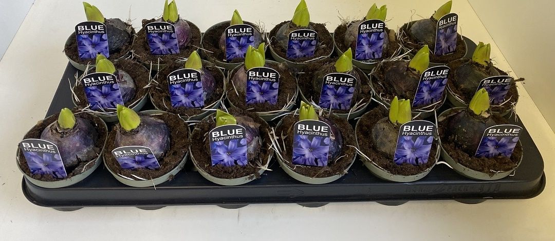 9 cm Hyacint Blue Pearl in olijfgroene pot, D 9