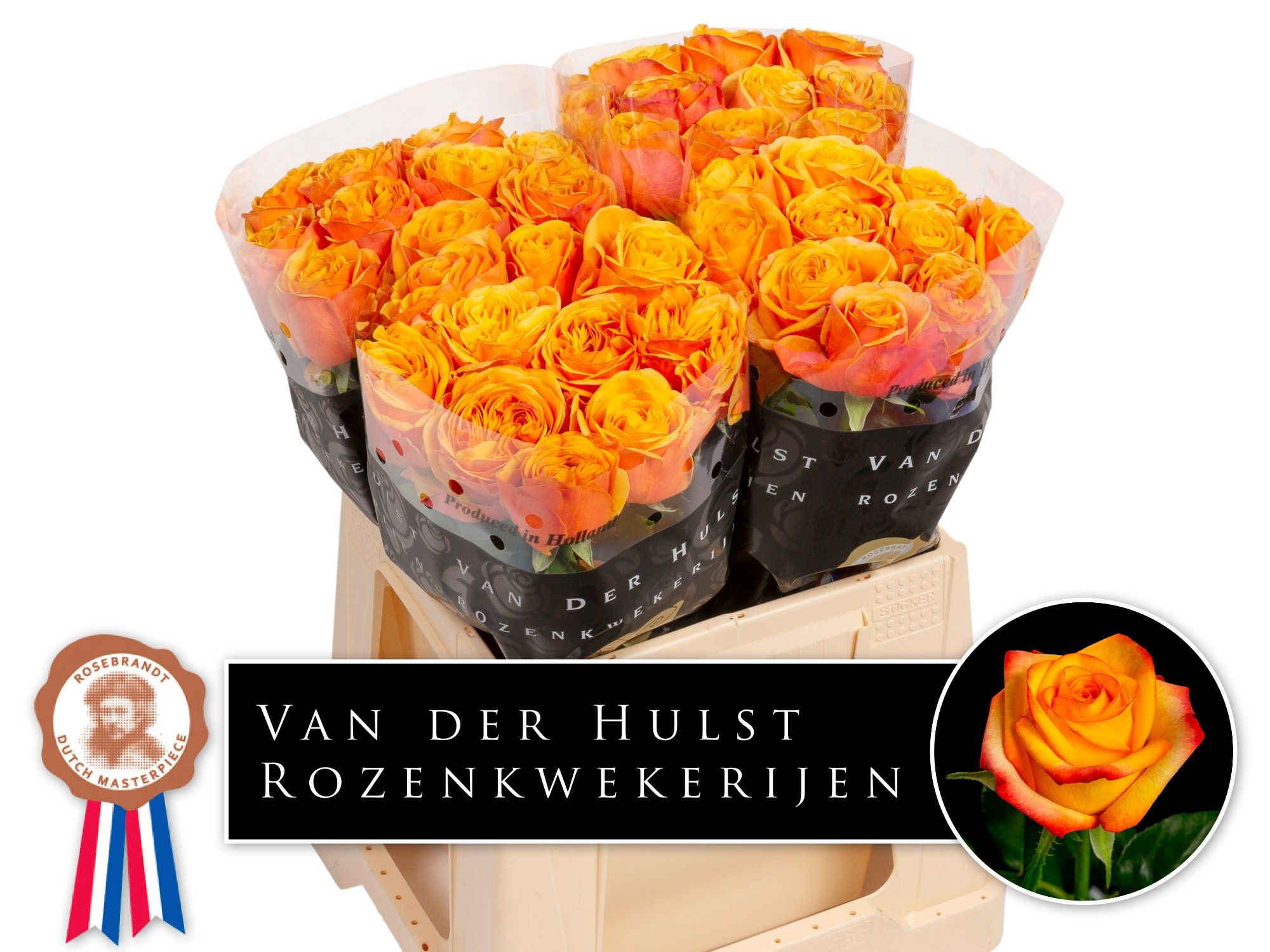 Роза од. Хлебана Оранж+ 40, шт.