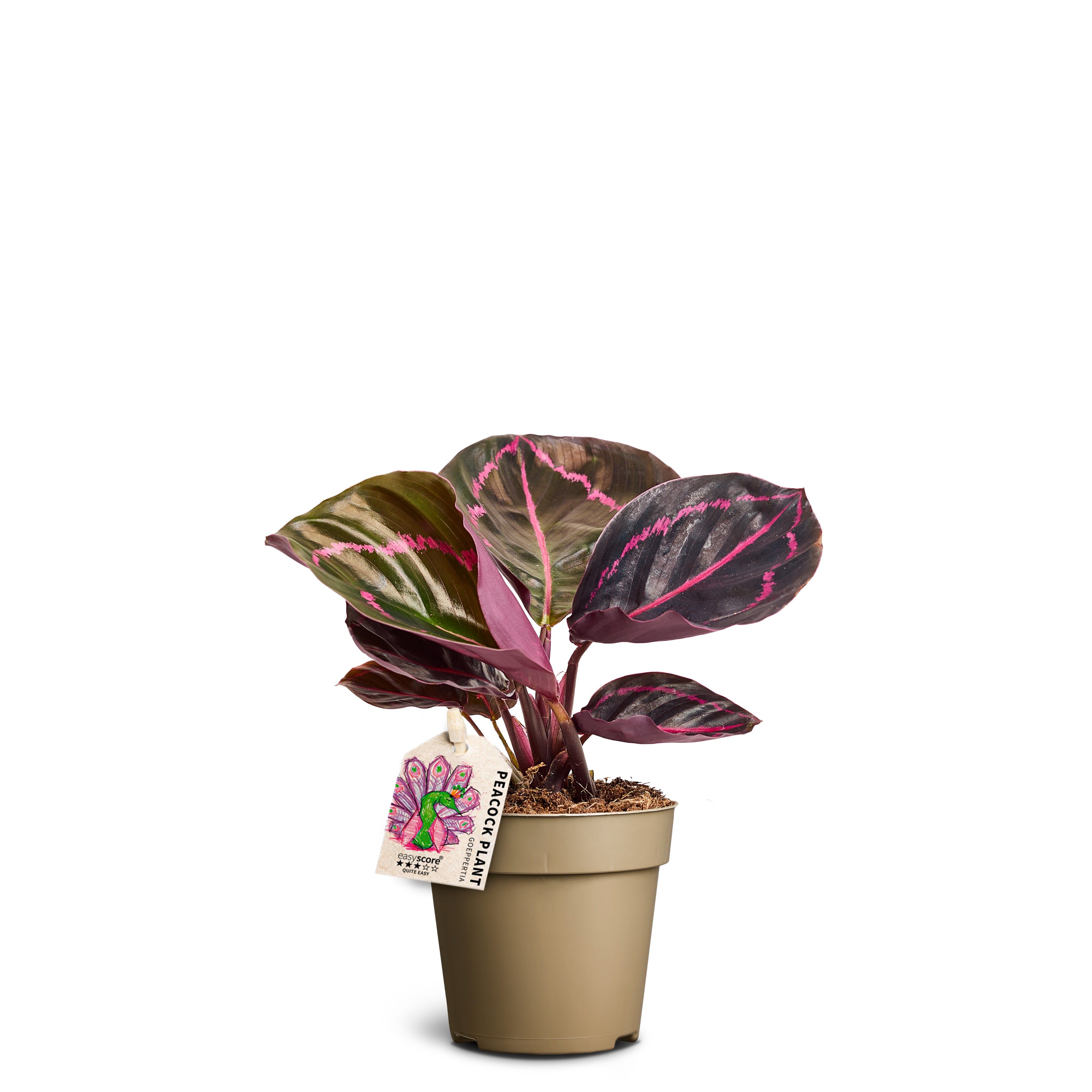 Calathea ´Dottie´, D 9 cm Calathea ´Dottie´, D 9 cm