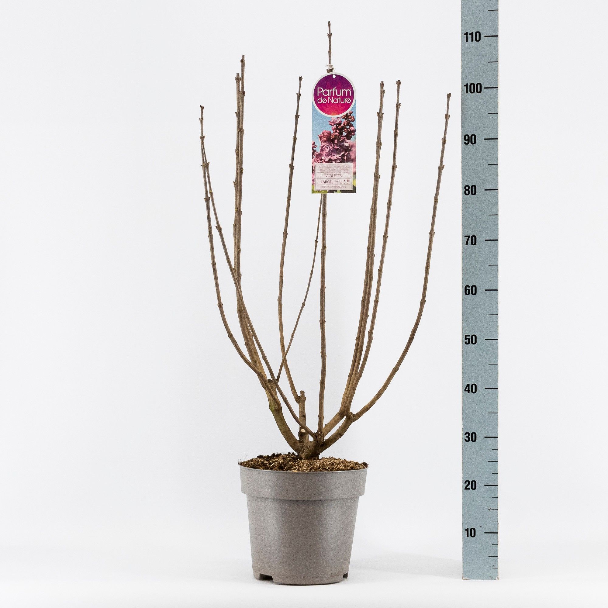Syringa vul. Violetta, 2-jarig, C10 Solitair, D 27