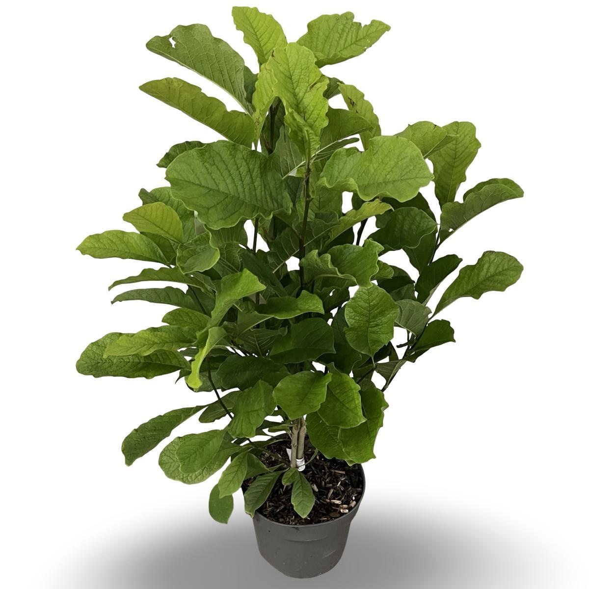 Magnolia kobus, D 21 cm