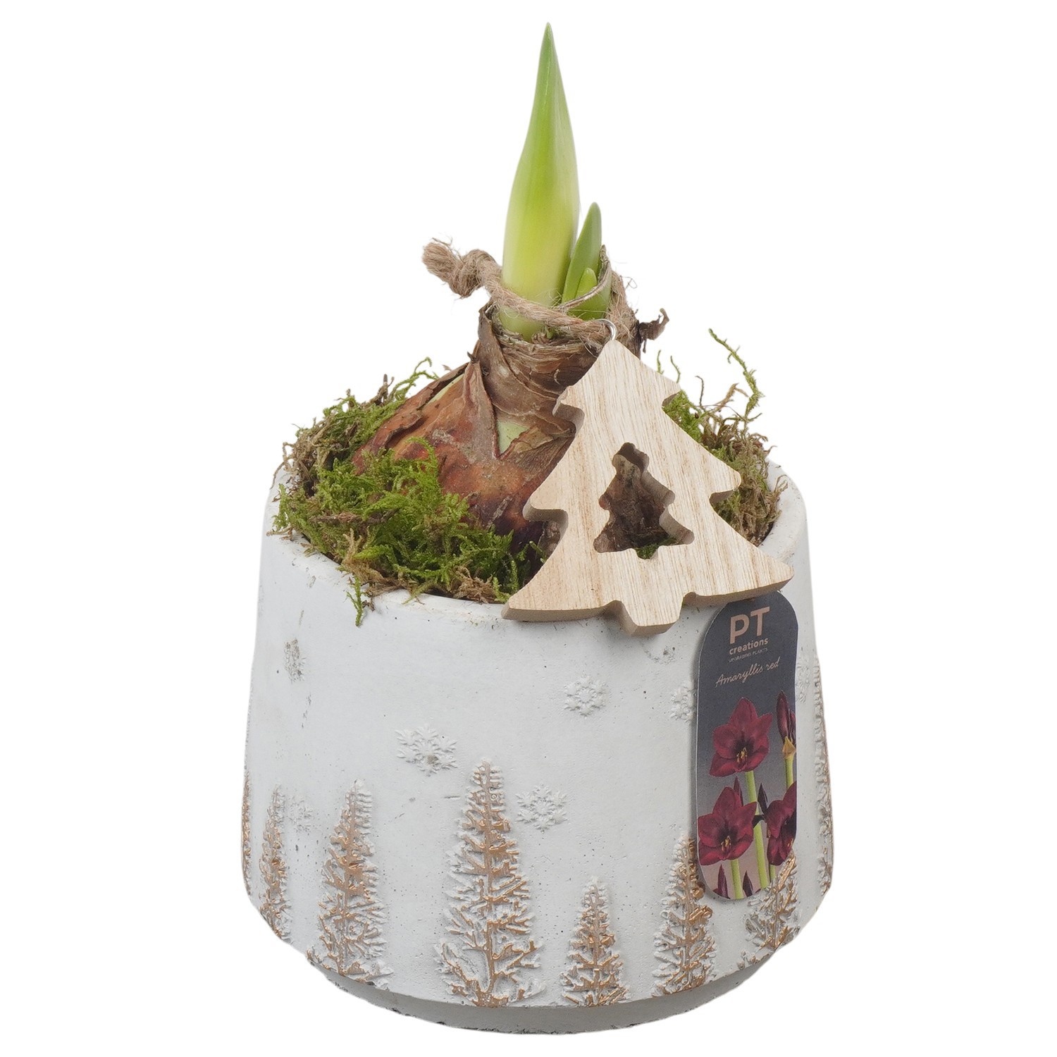 PTACH2515 Arrangement Amaryllis Christmas in beton pot, D 13