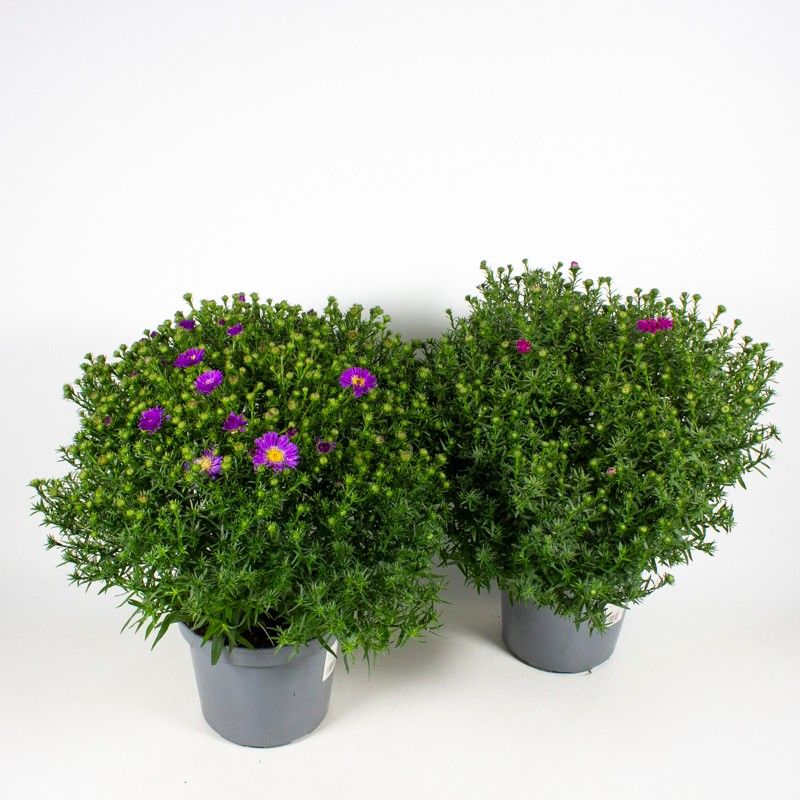 Aster dumosus Mixlage, D 19