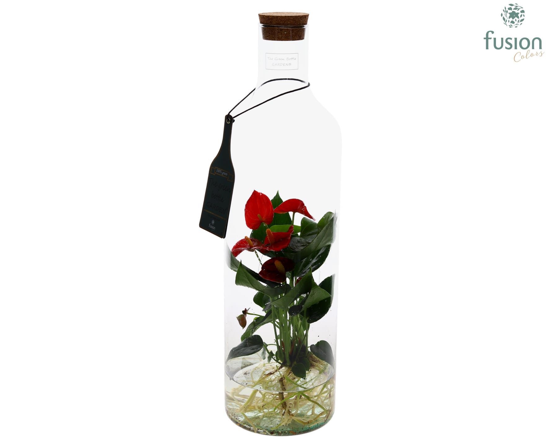 Green Bottle Fles Large met Anthurium 24uur levering, D 15