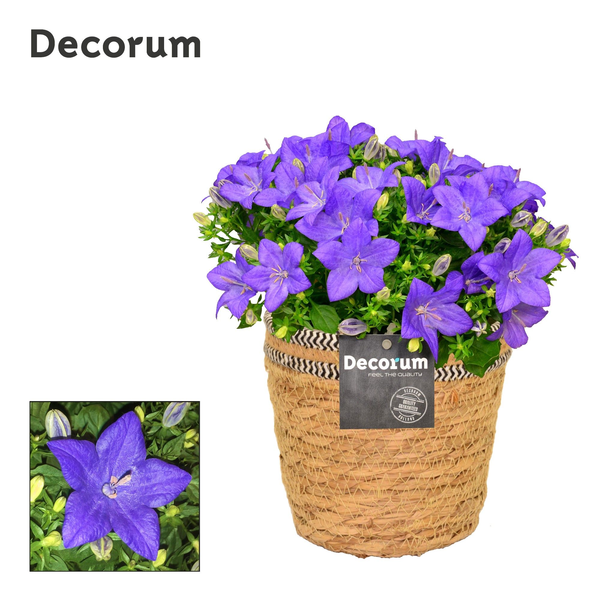 Campanula 'Napoli' Decorum S. Basket, D 15