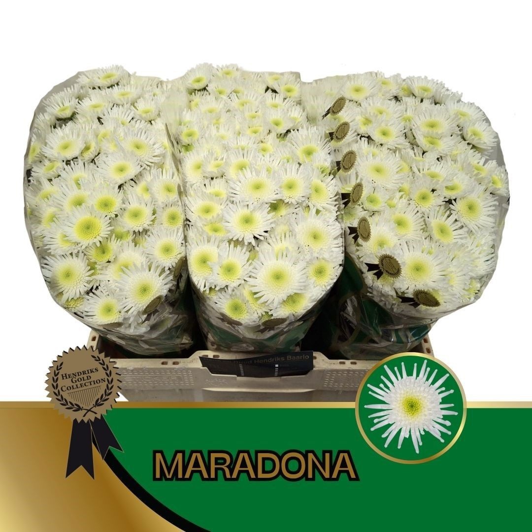 Сантини Марадона (бел.), шт.