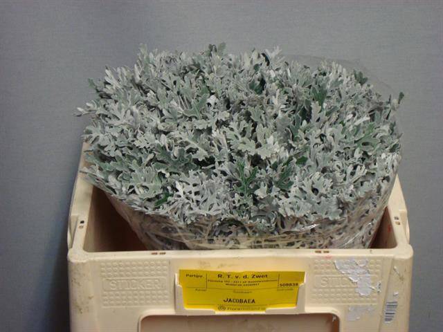 Сенеция Маритима 45, шт.