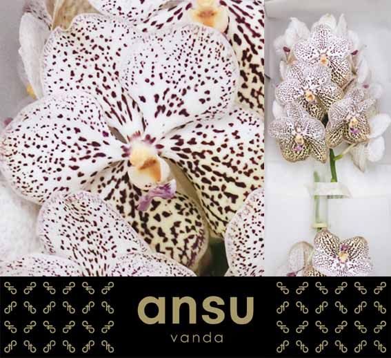 Ванда Сунанда Перпл Конфетти x16, шт.