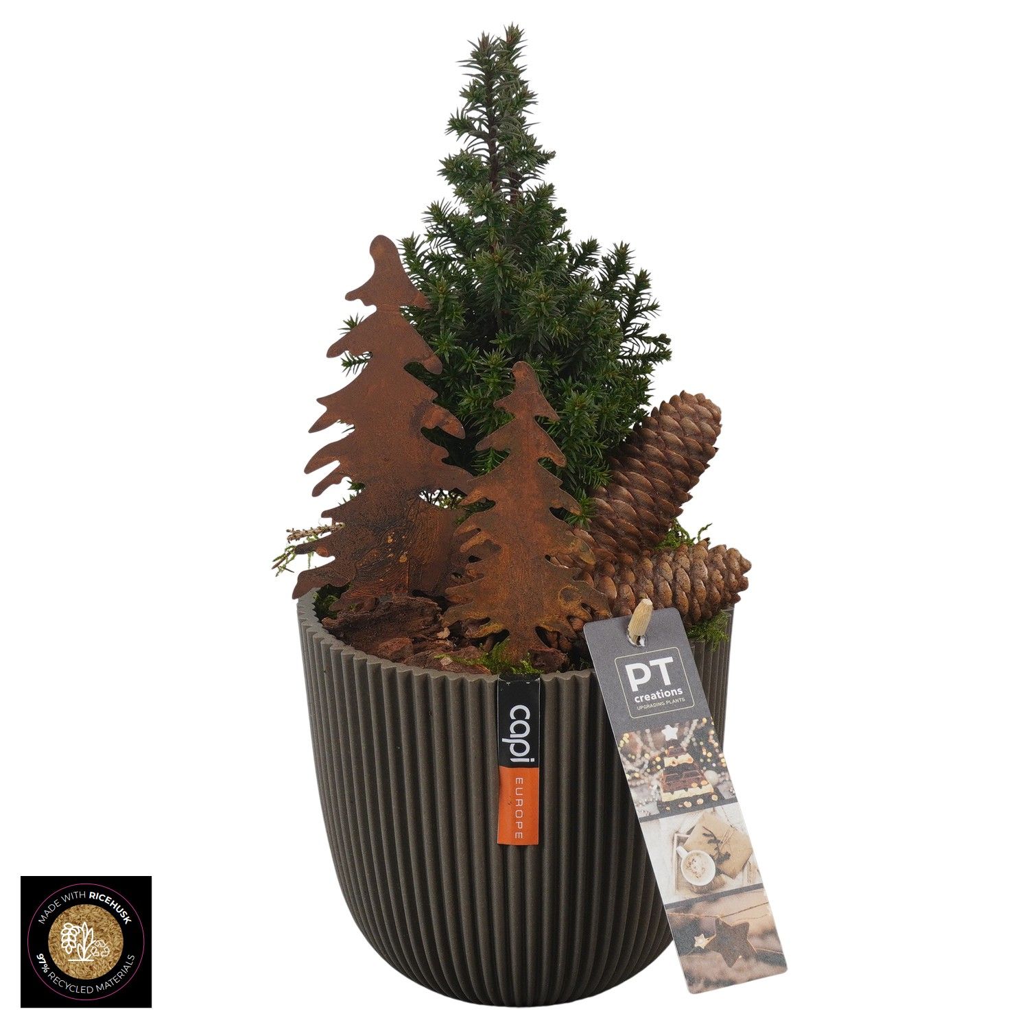 PTCWW6934 Arrangement Winter in capi pot, D 13 cm