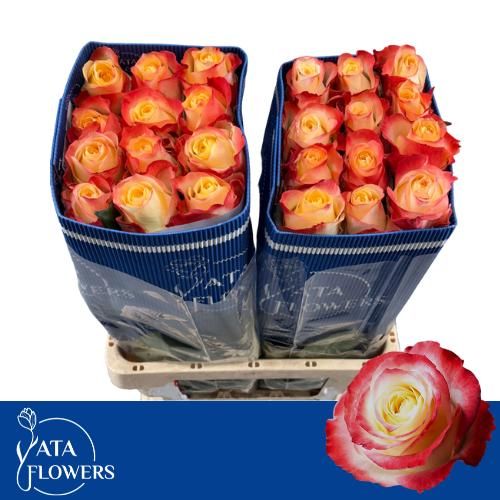 Роза од. Кабаре 60, шт.