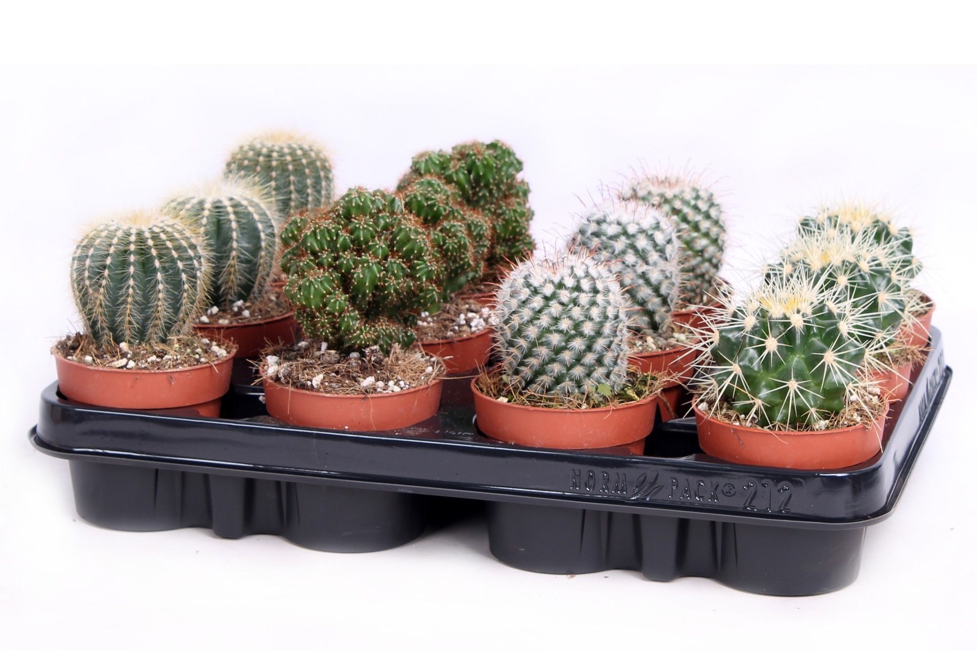 Cactus bollen mix 8,5 cm, D 8,5
