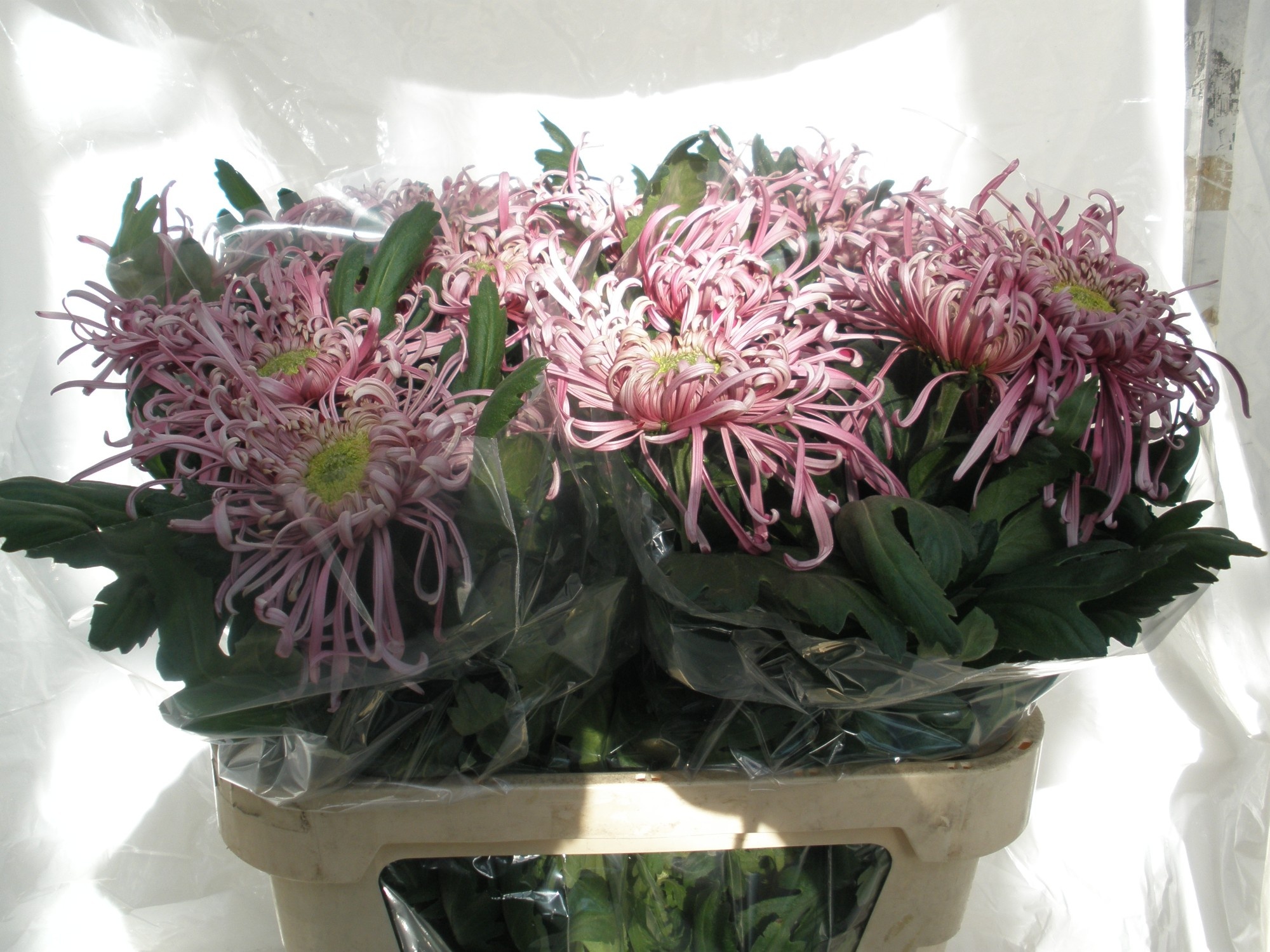 Хризантема од. Саратов 80, шт.