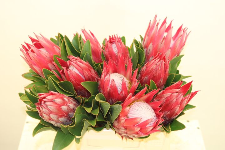 Протея Цинароидес Мадиба 40 (красн.), шт.