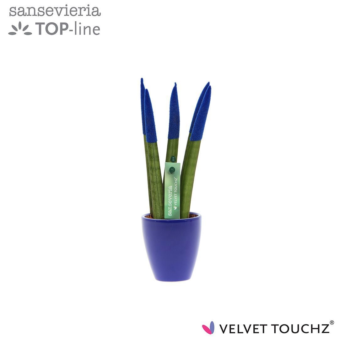 Sansevieria VELVET TOUCHZ® Blauw in keramiek Osaka, D 6