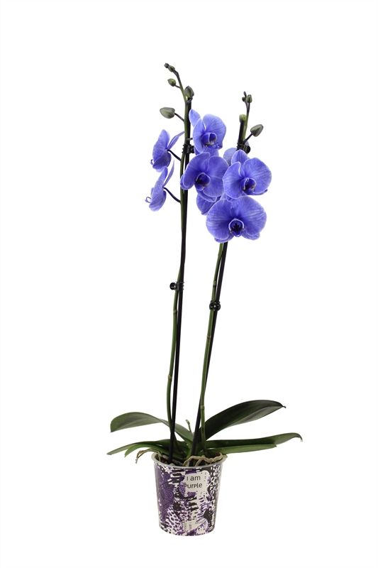 Potcover p12 I am Coloured Phal I am Purple 2T14+, D 12