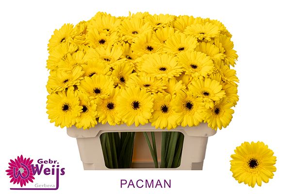 Гермини Пэкмэн, шт.