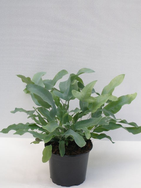 PHLEBODIUM AUREUM 'BLUE STAR', D 11