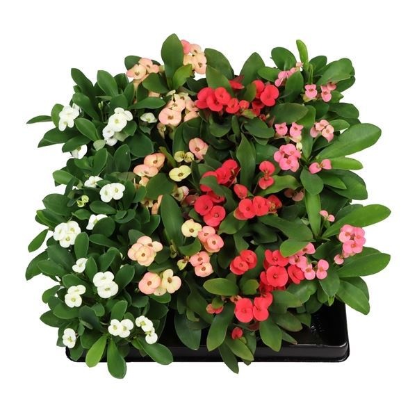 Euphorbia Milii MIX 6 cm, D 6 cm