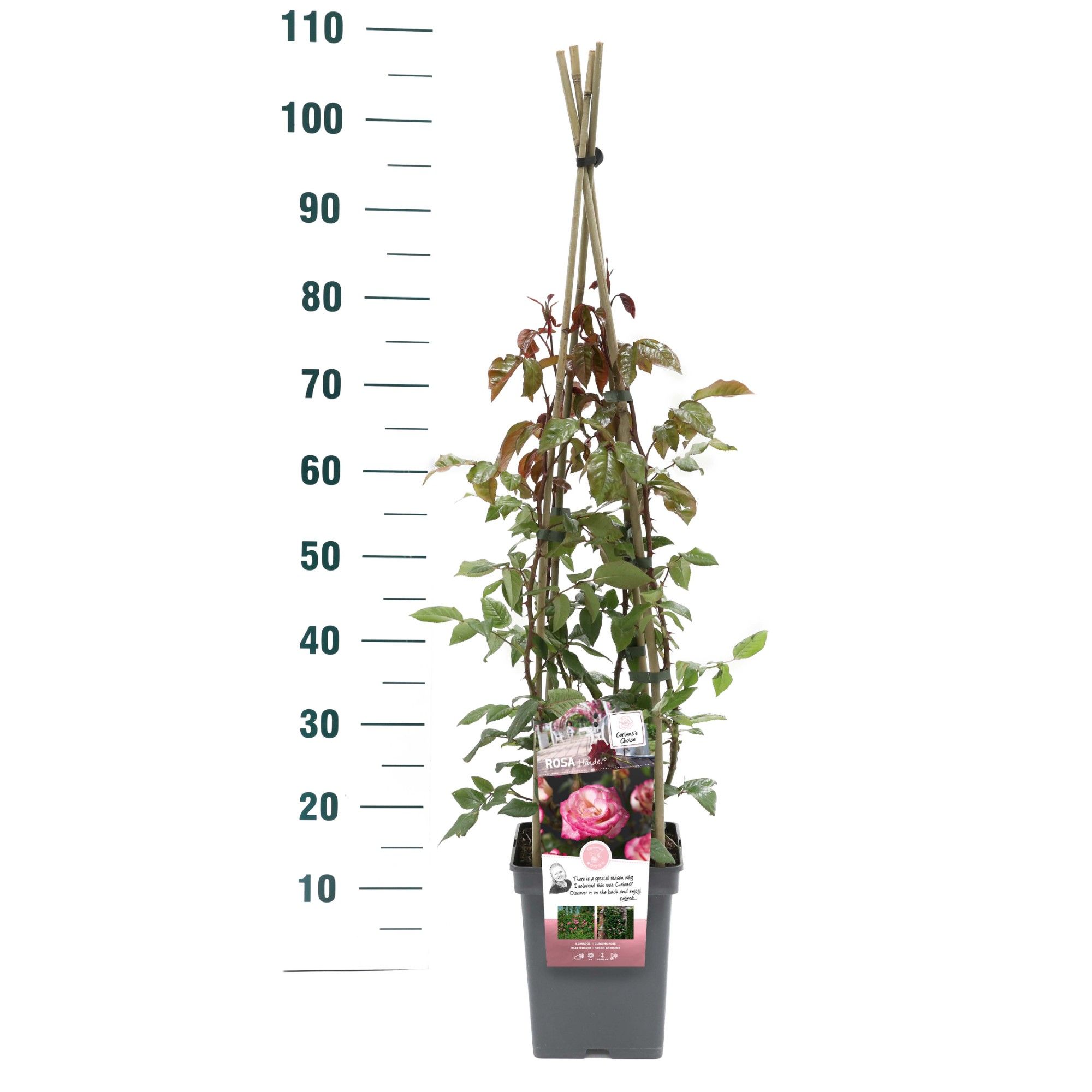 Rosa 'Händel' - Klim - VP5 - Exclusive Collection, D 23