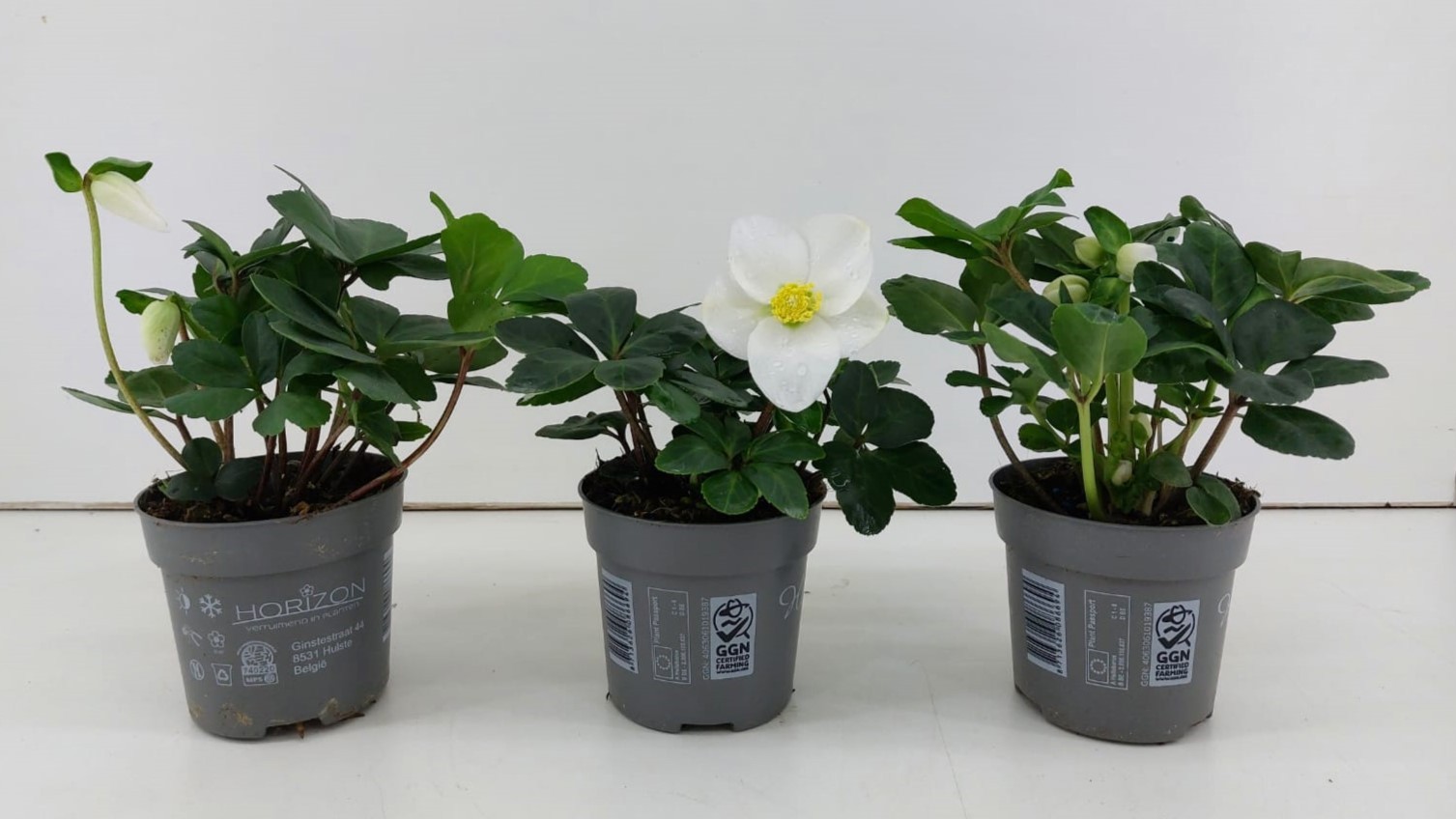 848 TDM : Pot 10.5 cm HELLEBORUS Christmas Carol, D 10,5