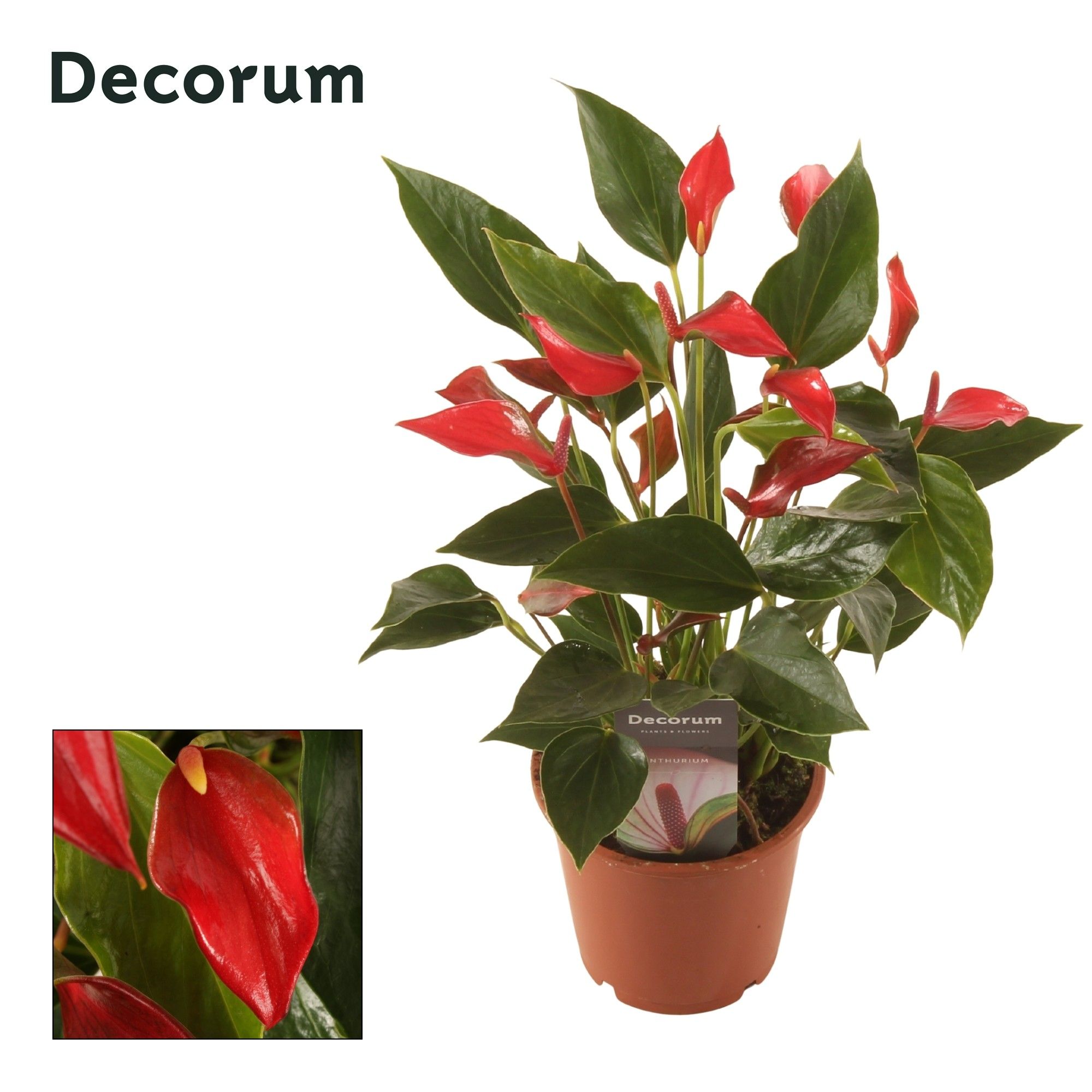 Anth. Trillions Red P12 Selected, D 12