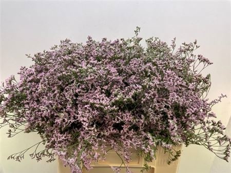 Лимониум Сафора Оши Пинк 60, шт.