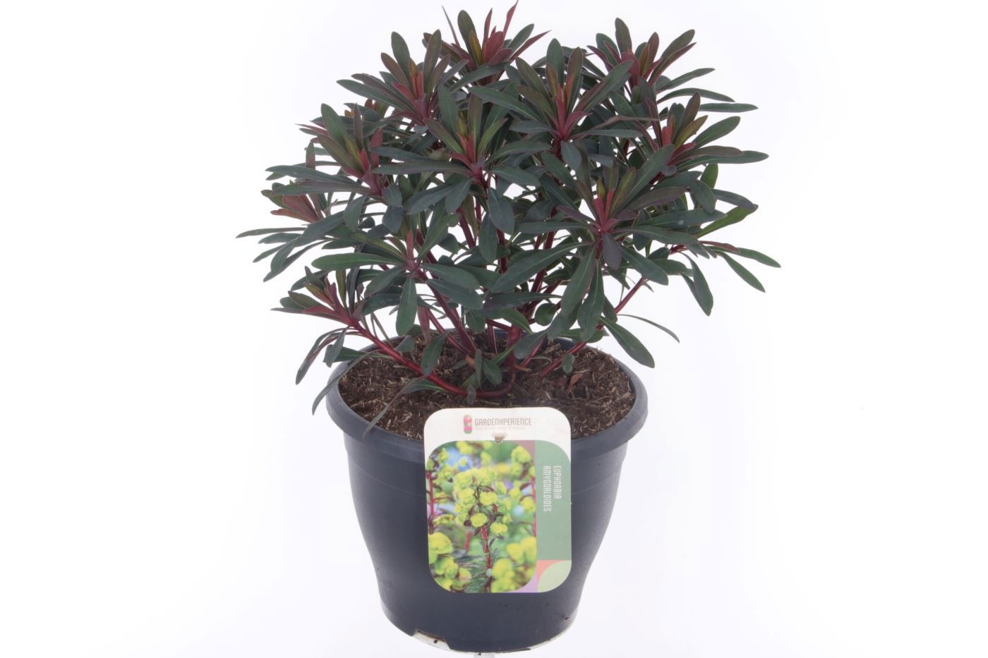 Euphorbia Miner's Merlot, D 23 cm