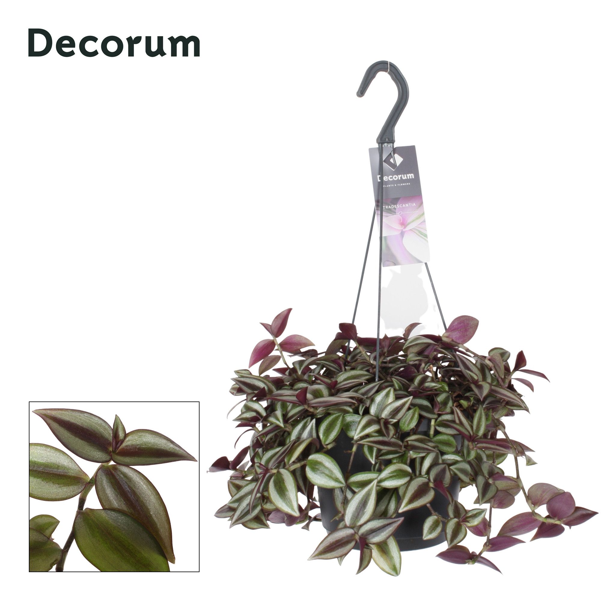 Tradescantia Zebrina Purpusii, D 17 cm Tradescantia Zebrina Purpusii, D 17 cm