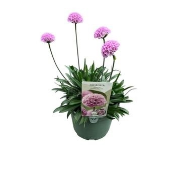 Armeria Dreameria Sweet Dreams, D 14