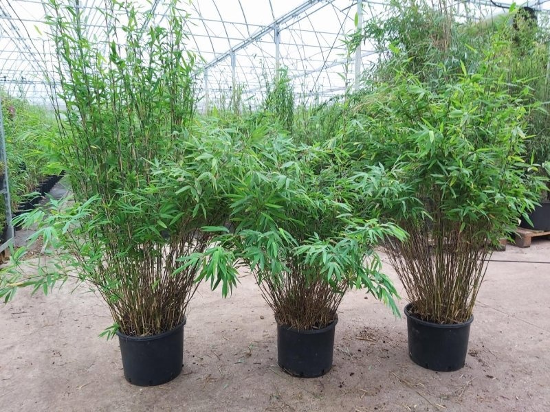 Fargesia nitida 'Volcano', D 29