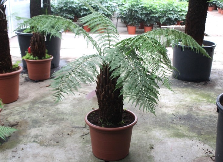 Dicksonia antarctica, D 50