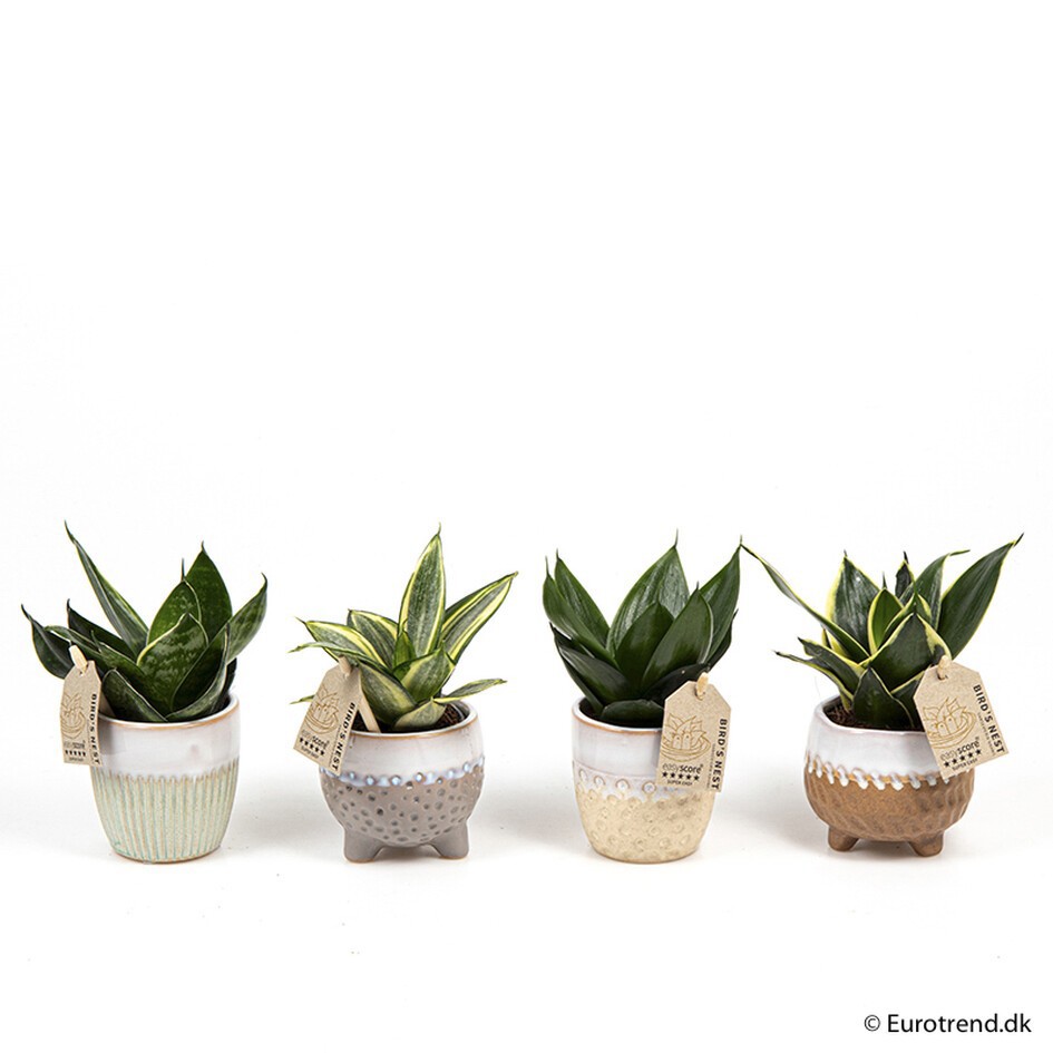 GREEN MIX E 2008, D 6