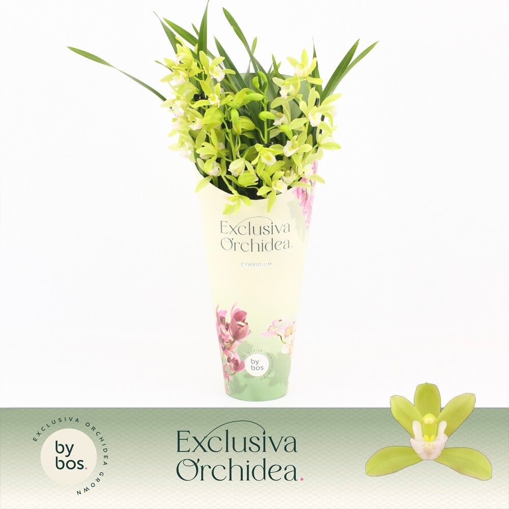 Cymbidium, Mint Source 3-spike 'Exclusiva Orchidea' Potcover, D 12