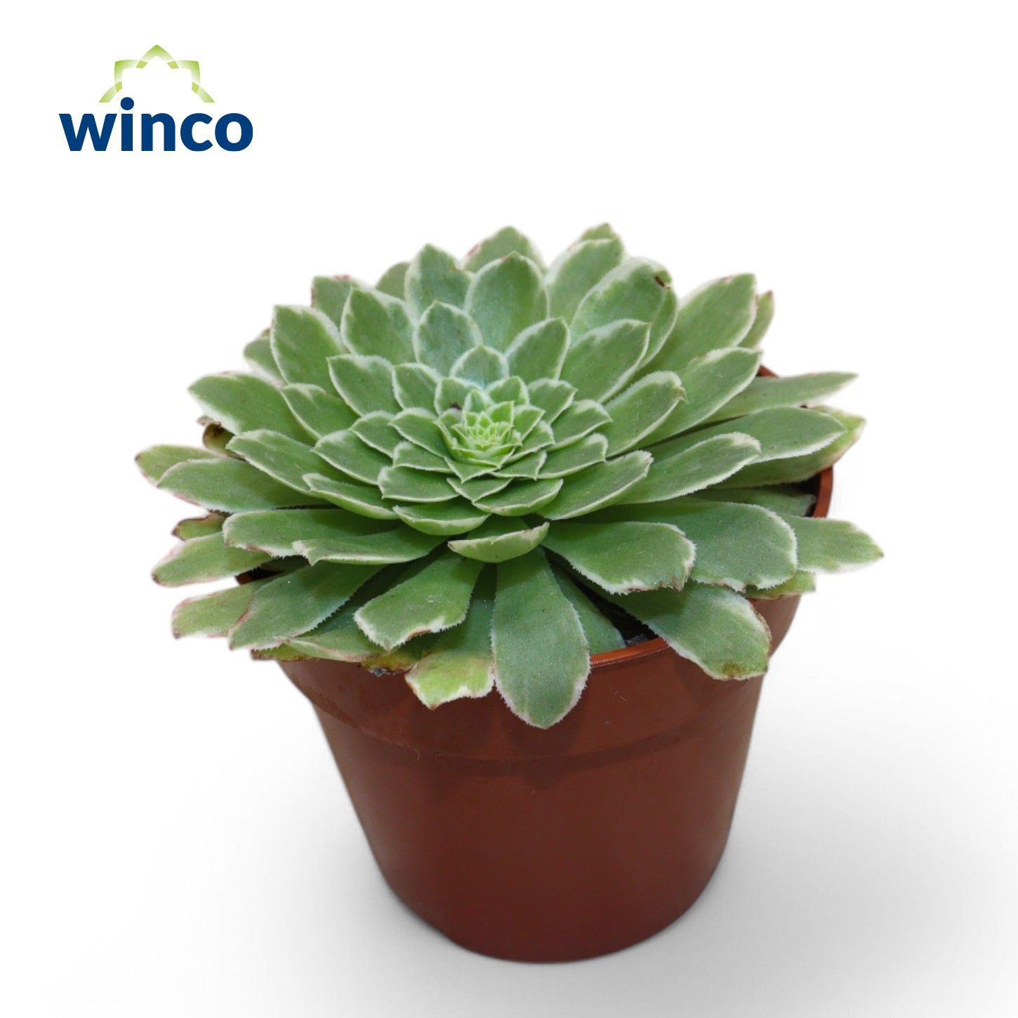 Aeonium Tabiliformis Variegata, D 8,5