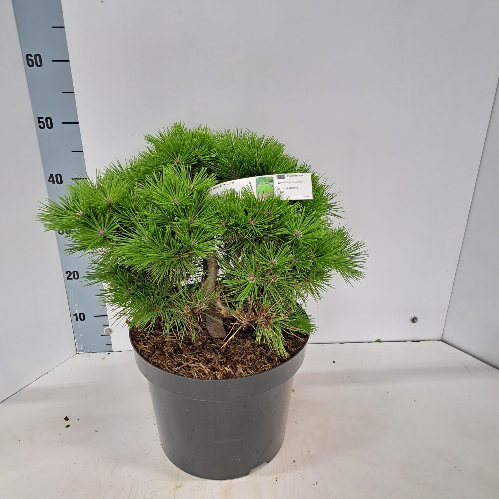 Pinus densiflora 'Low Glow', D 29