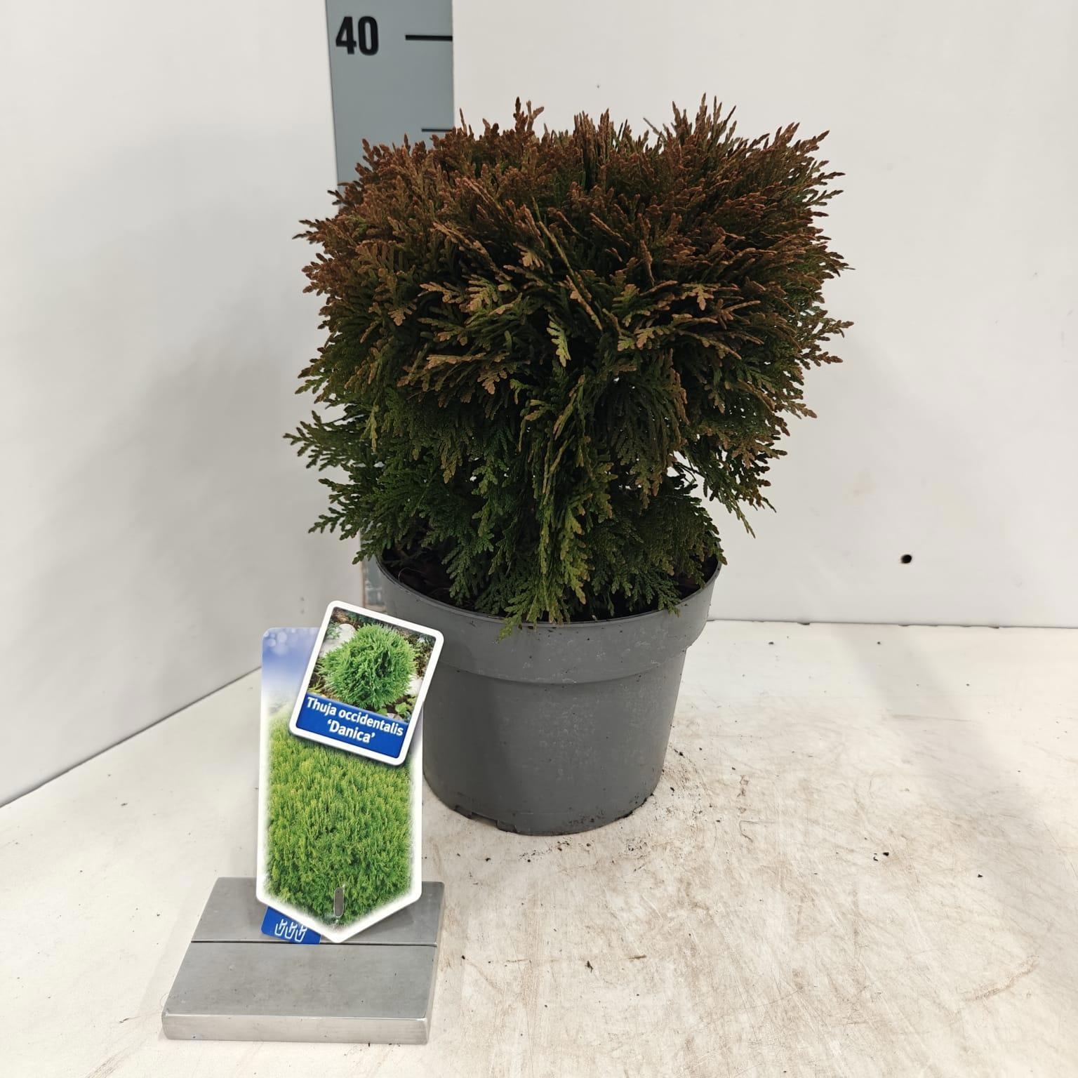 Thuja occ. 'Danica’, D 19