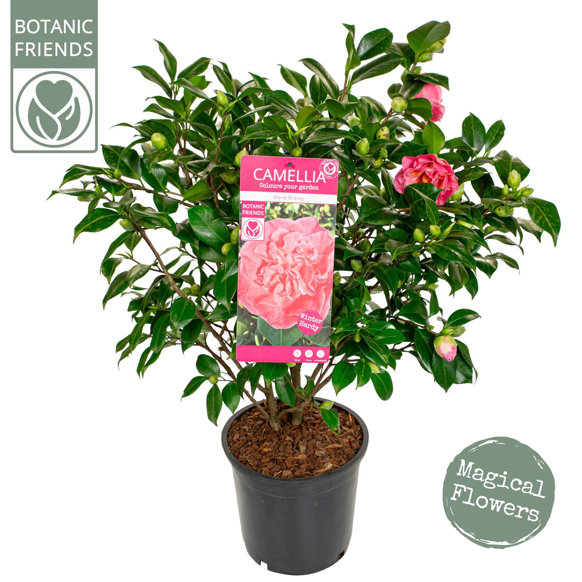 Camellia jap. 'Marie Bracey', D 24