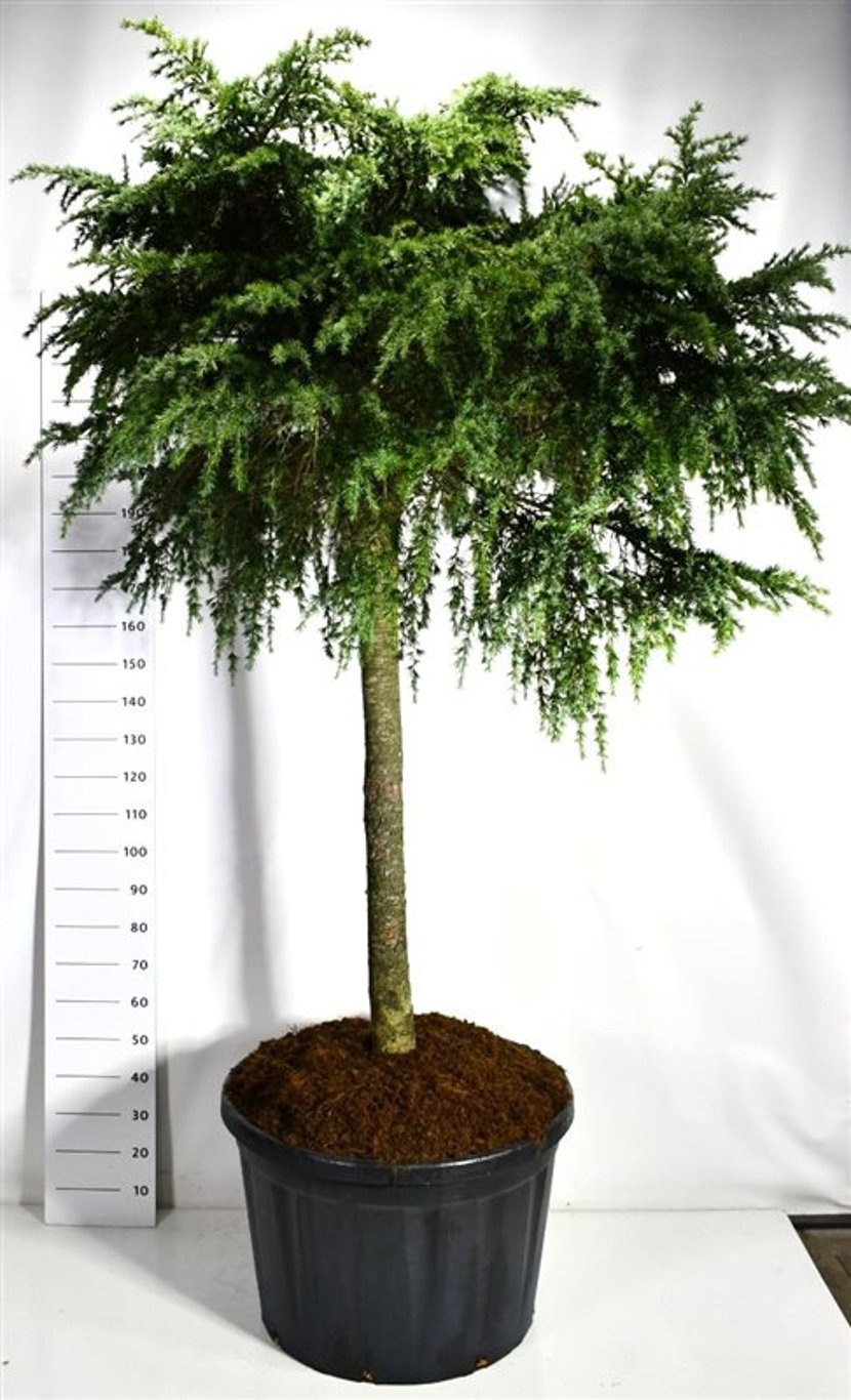 Cedrus deod. 'Feelin' Blue', D 83