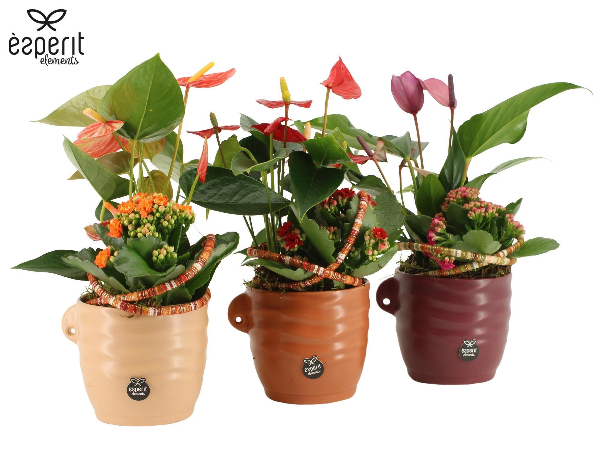 41763: Recreate arrangement, D 12