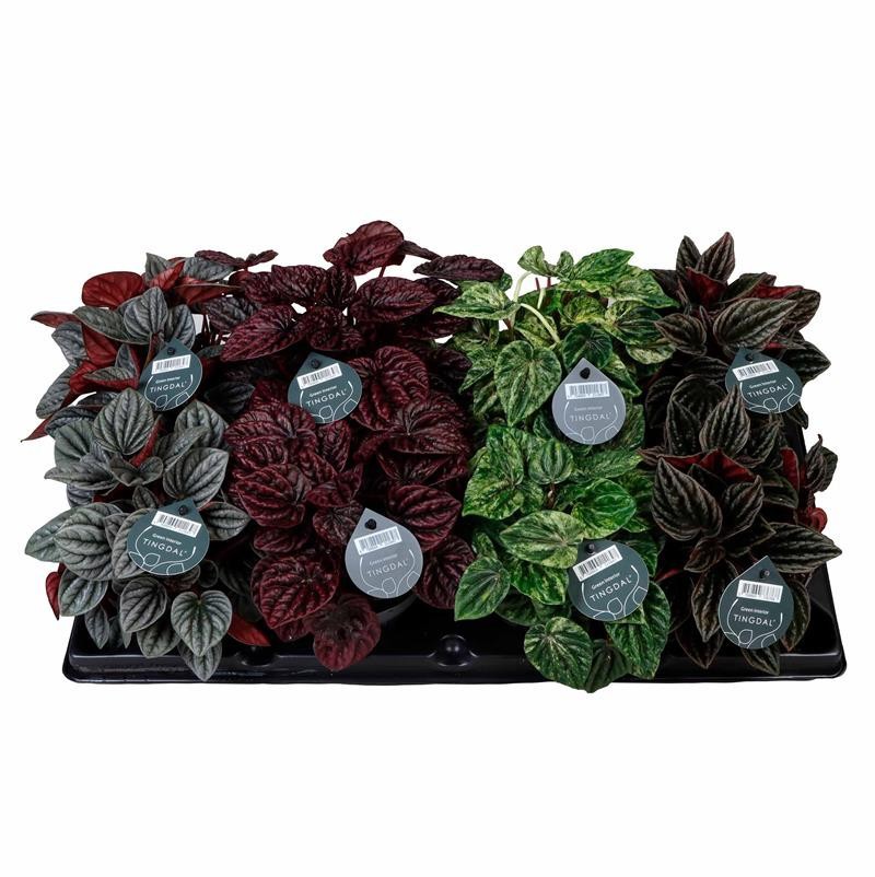 PEPEROMIA CAPERATA MIX 6533611, D 12 cm