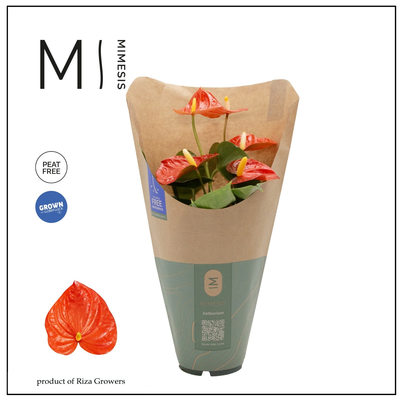 Anthurium - KARMA Orange | 12cm | ECO/KRAFT SLEEVE, D 12